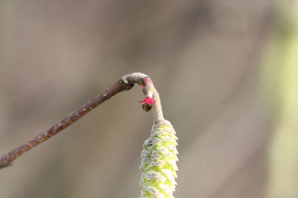 Cover photo for Ontluikend voorjaar in Birkhoven by Utrechts Landschap - Amersfoort