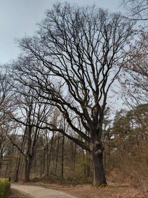 Cover photo for Fietstocht langs monumentale bomen by Groen Hart Leudal