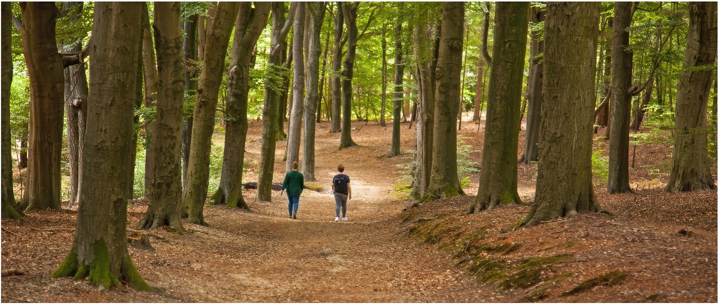 Cover photo for Westtop wandeling Amerongse Bos by Utrechts Landschap - Amerongse Bos