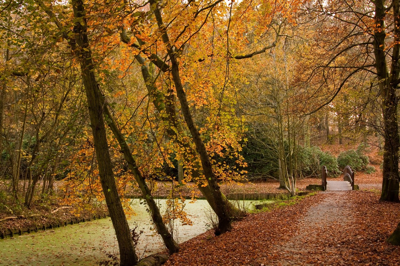 Cover photo for Natuurwandeling voor kinderen op Ockenburgh by Theater Villa Ockenburgh