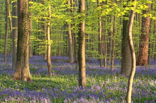 Cover photo for Kunst-, historie- en natuurwandeling Ockenburgh by Theater Villa Ockenburgh