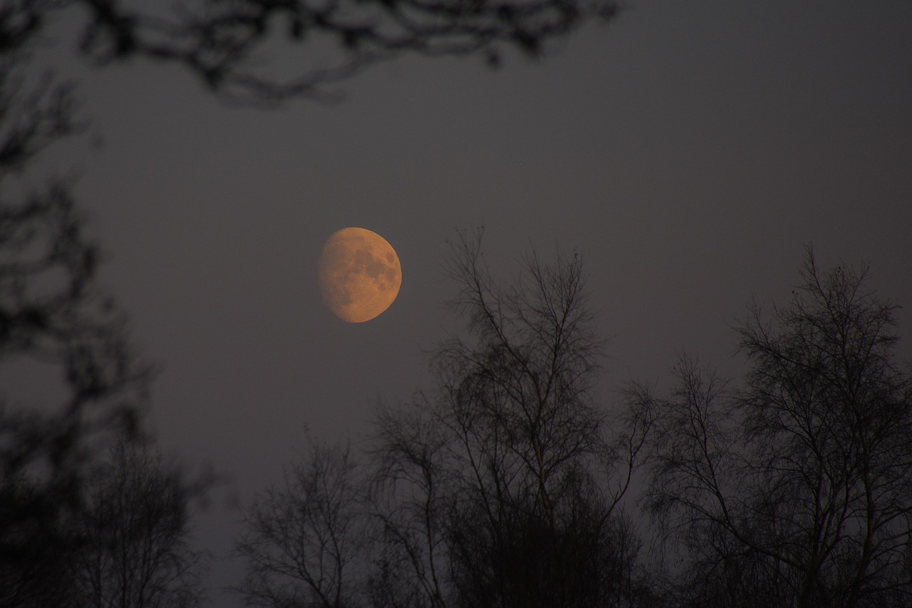 Cover photo for Nacht van de Nacht-wandeling in Natuurpark Lelystad by Het Flevo-landschap