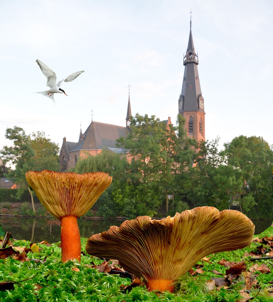 Cover photo for Lezing Natuur om de Urbanuskerk by Stichting Vrienden Bovenkerkse Urbanus