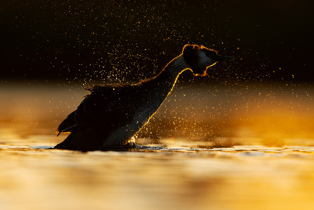 Cover photo for Lezing: De natuur van de IJsseldelta door natuurfotograaf Herman van der Hart by SCAB-Hasselt