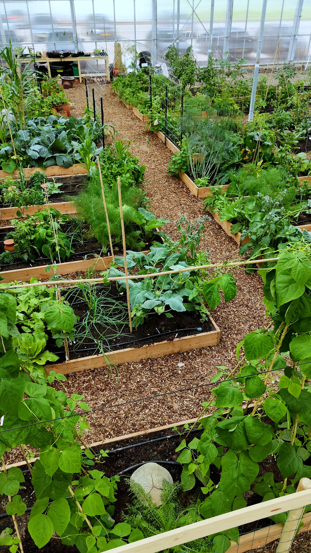 Cover photo for No Dig Gardening for Beginners by Backyard Goodness