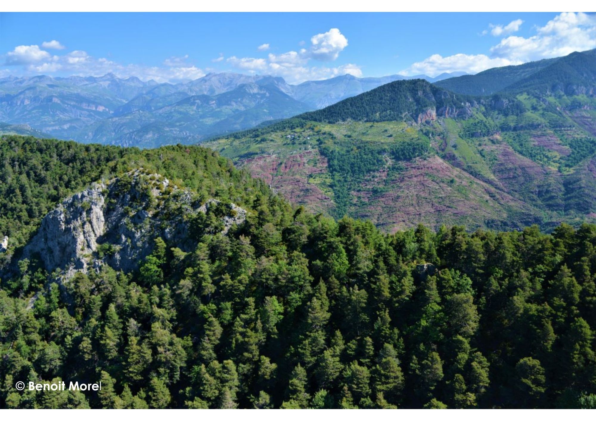 Cover photo for Racontez-moi la forêt by Réserve naturelle régionale des gorges de Daluis