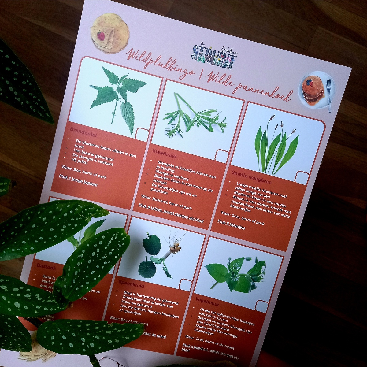 Cover photo for DIY Wildpluksafari | Lente-editie by Daphne STRUINT
