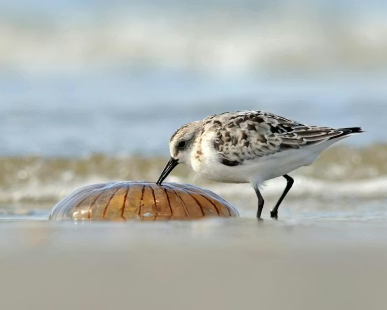 Cover photo for Voorjaarswandeling op de Zandmotor by Zuid-Hollands Landschap