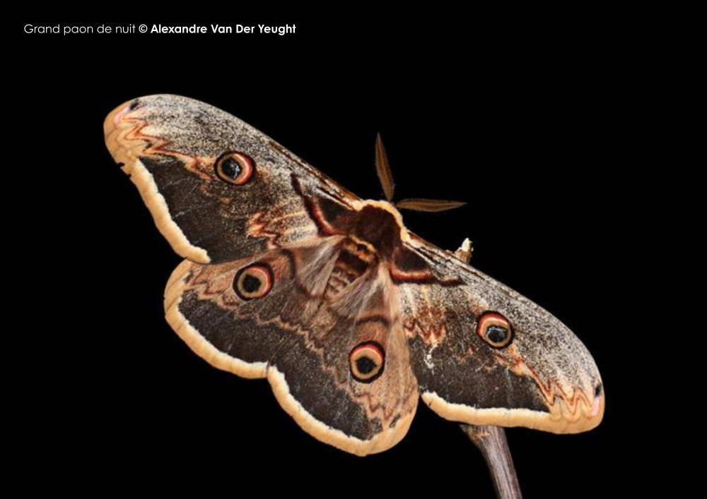 Cover photo for Le monde mystérieux des insectes nocturnes by Réserve naturelle régionale des gorges de Daluis