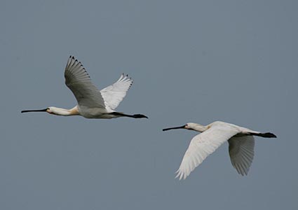 Cover photo for Natuurexcursie Lepelaarplassen by Het Flevo-landschap