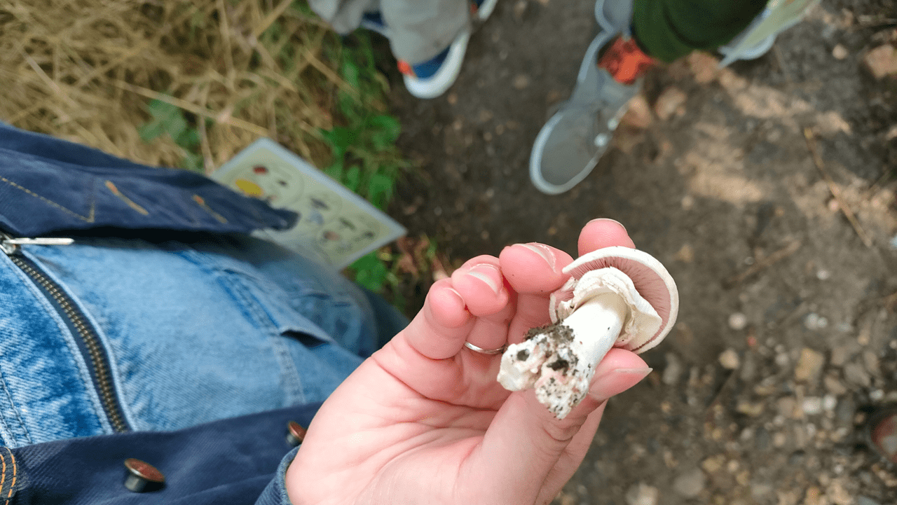 Cover photo for Paddenstoelenwandeling 11 oktober 2025 by Maashrooms