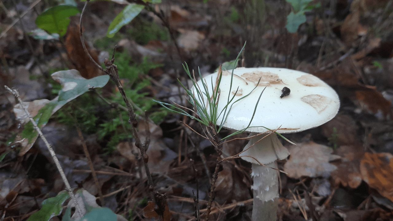 Cover photo for Paddenstoelenwandeling 22 november 2025 by Maashrooms