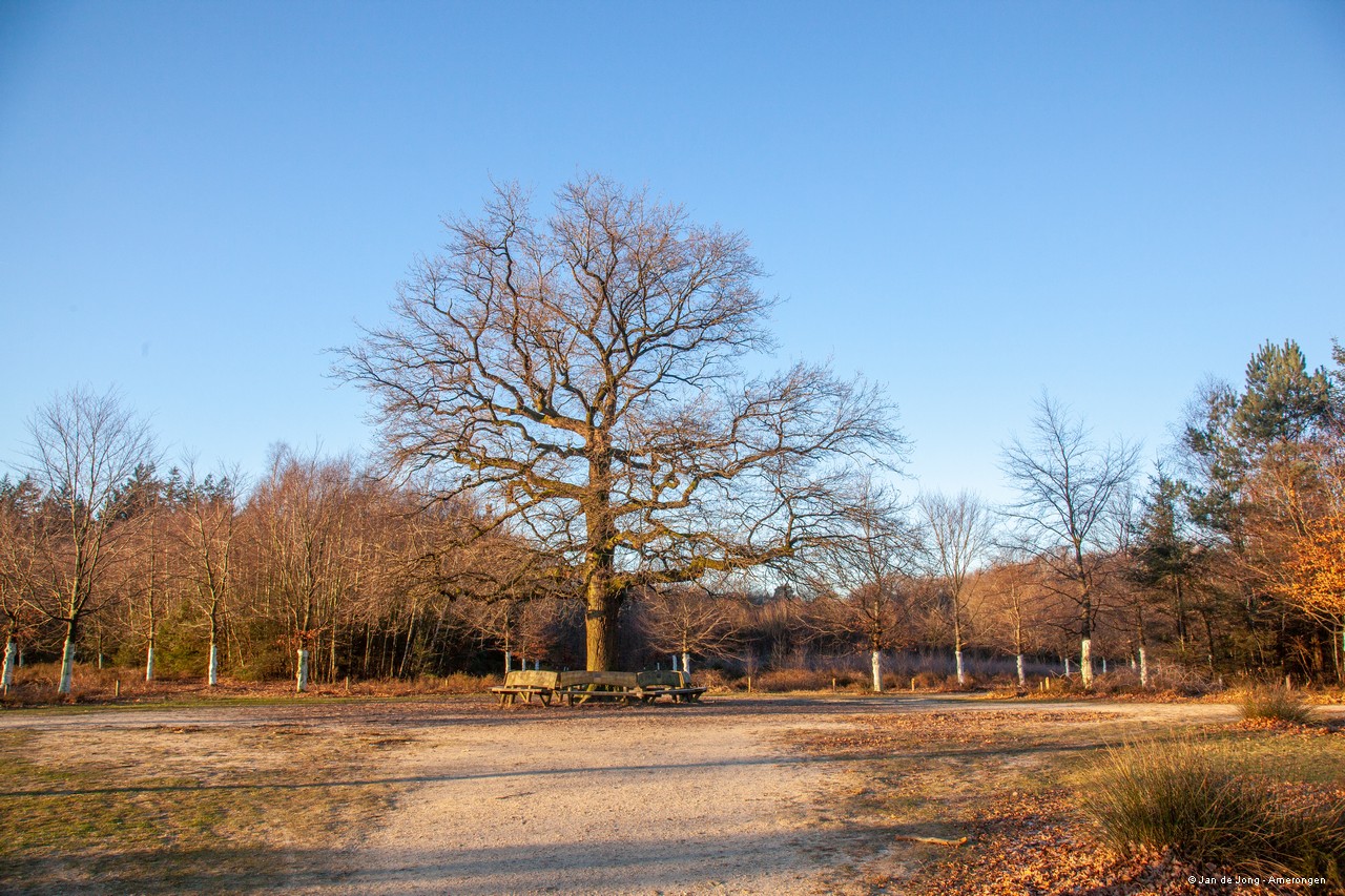 Cover photo for Themawandeling Het Bos van de Graaf by Utrechts Landschap - Amerongse Bos