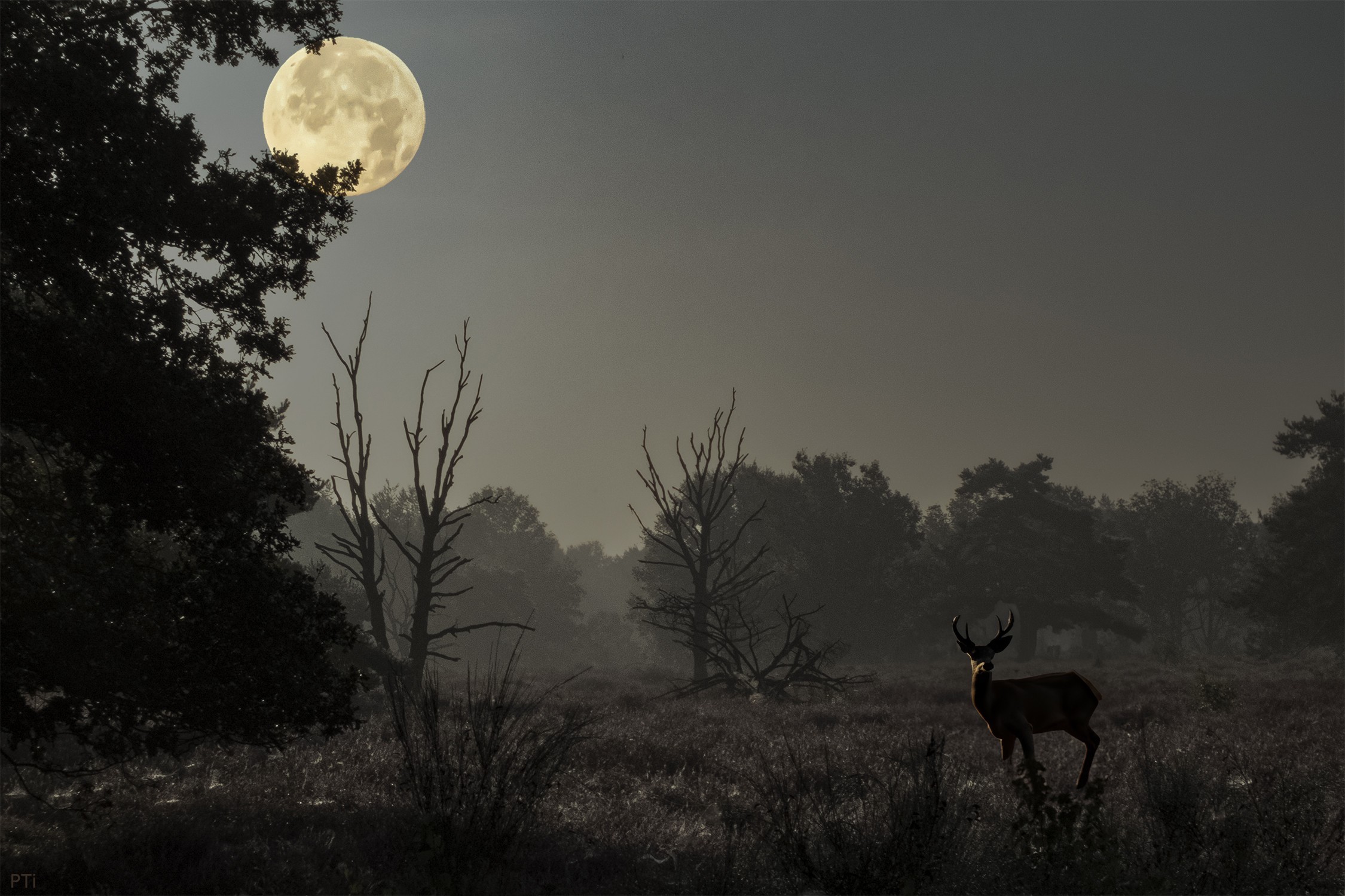 Cover photo for Volle maanwandeling – Beleef de magie van de nacht (Let op: aanvangstijdstip gewijzigd) by Groen Hart Leudal