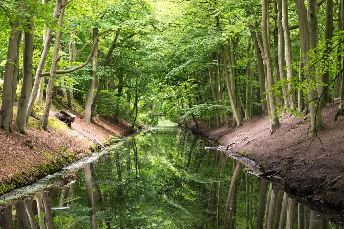 Cover photo for Wildplukwandeling | Landgoed Clingendael by Daphne STRUINT